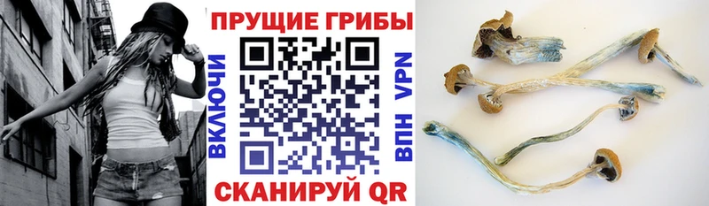 Псилоцибиновые грибы ЛСД  Купить закладки  Елабуга 